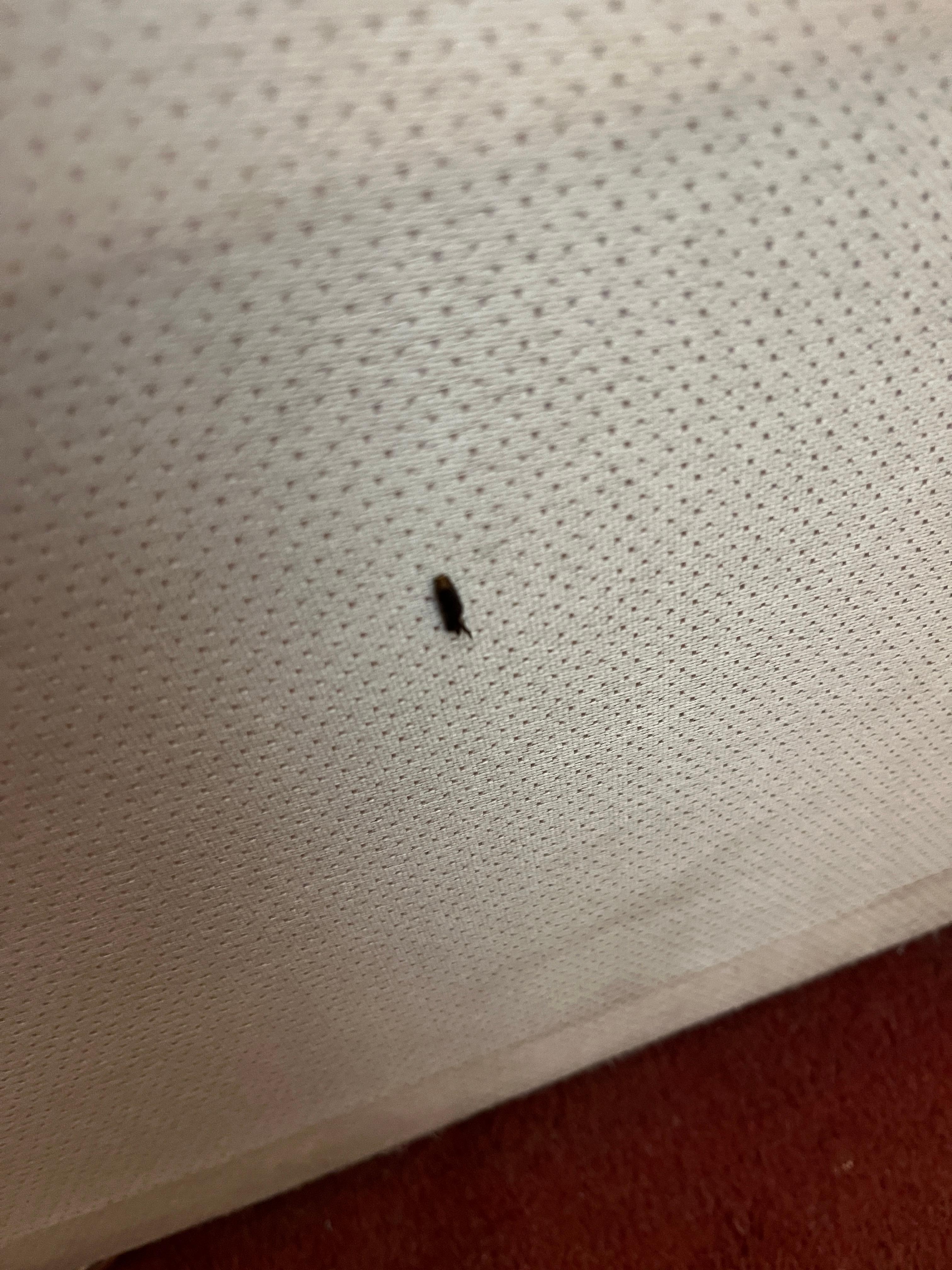 bedbugs