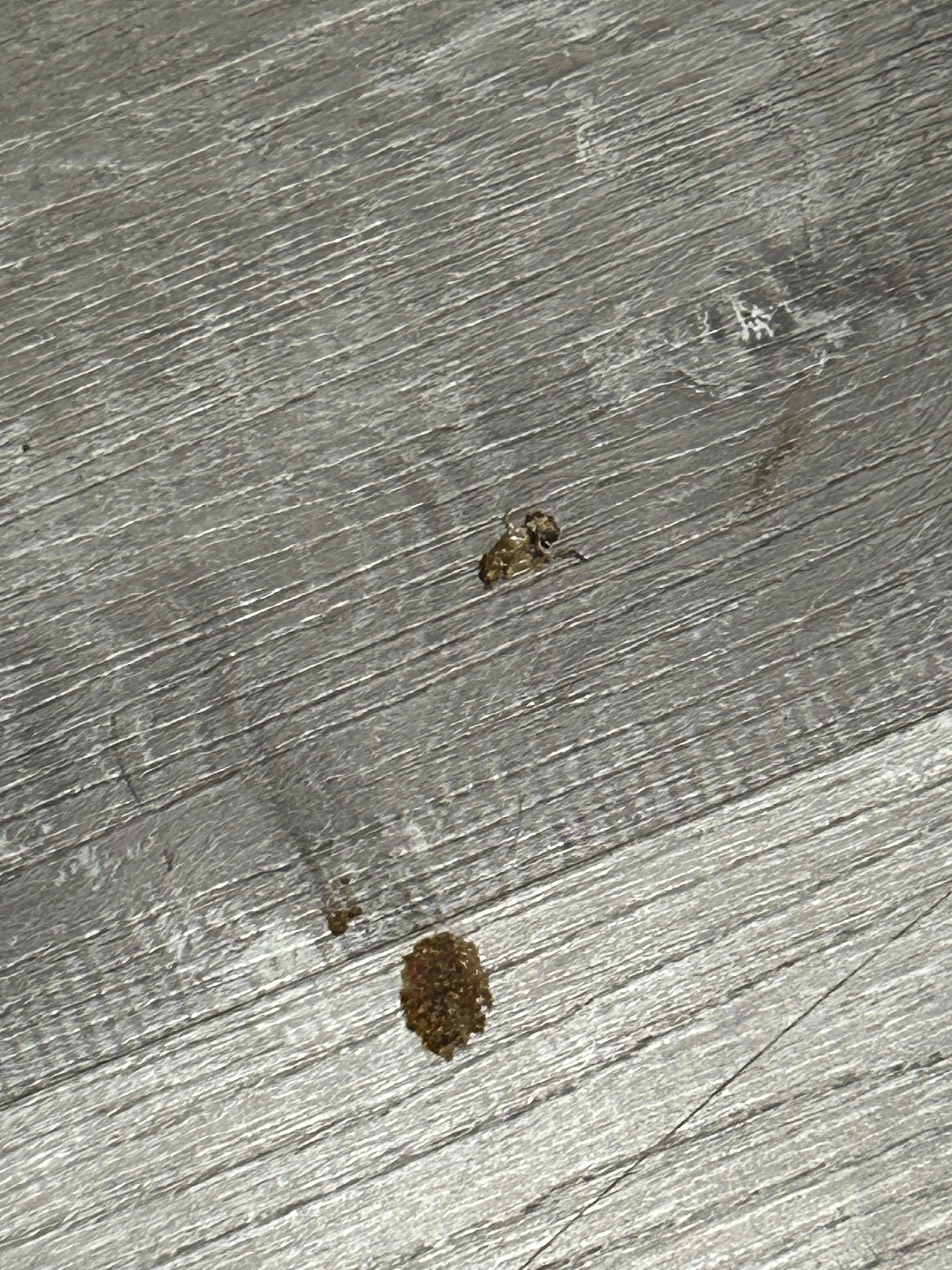Roach I stepped on to kill. 