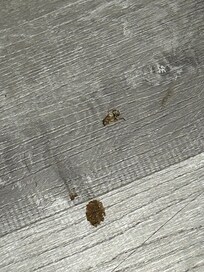 Roach I stepped on to kill.