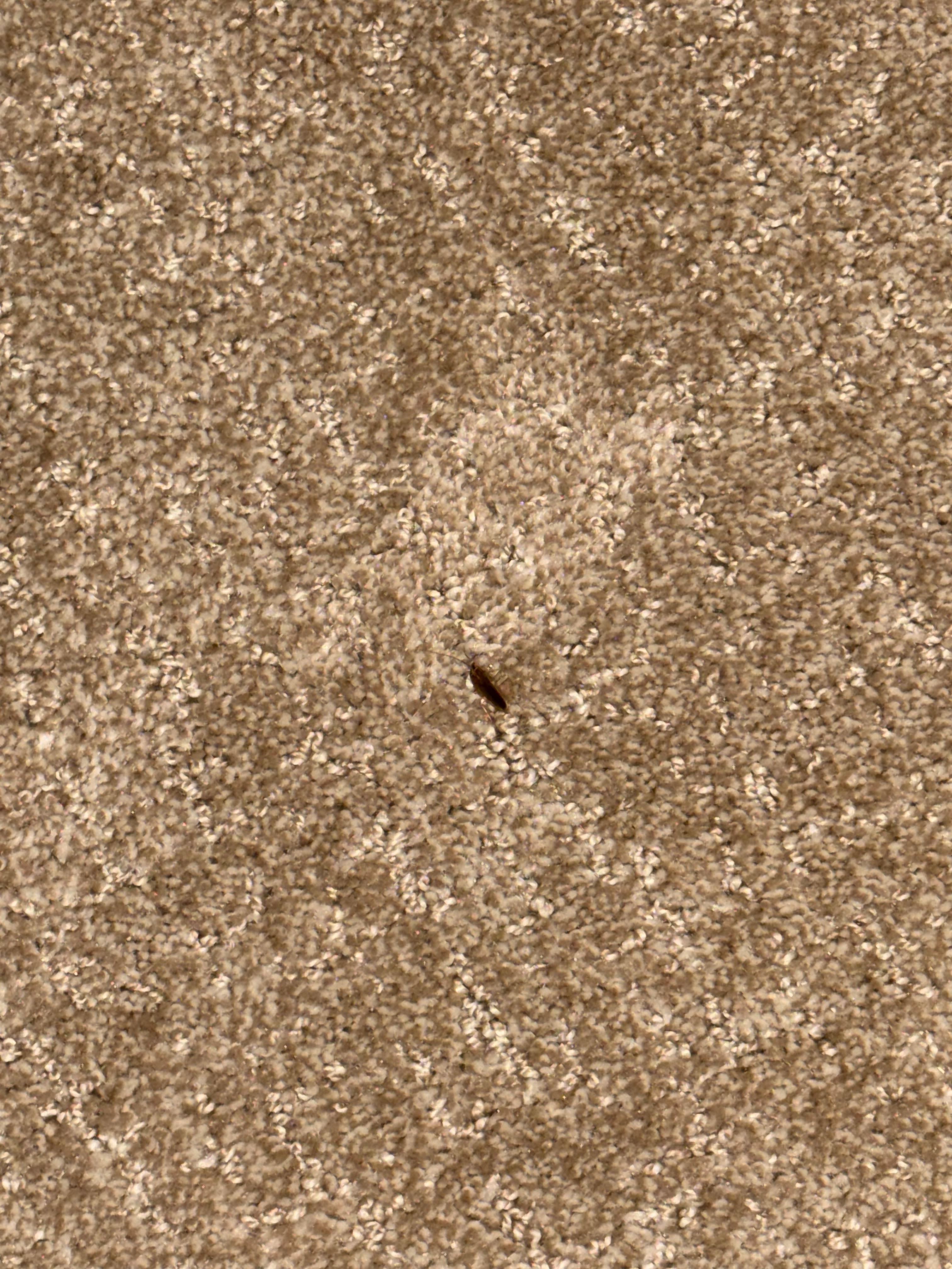 Roach 3 found in one of the bedroom floors first day