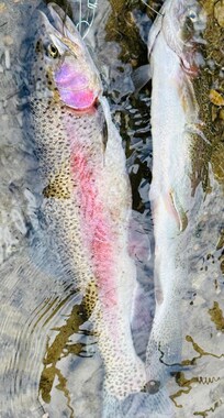 Trout