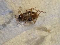 One of the many creatures that I killed in the bathroom