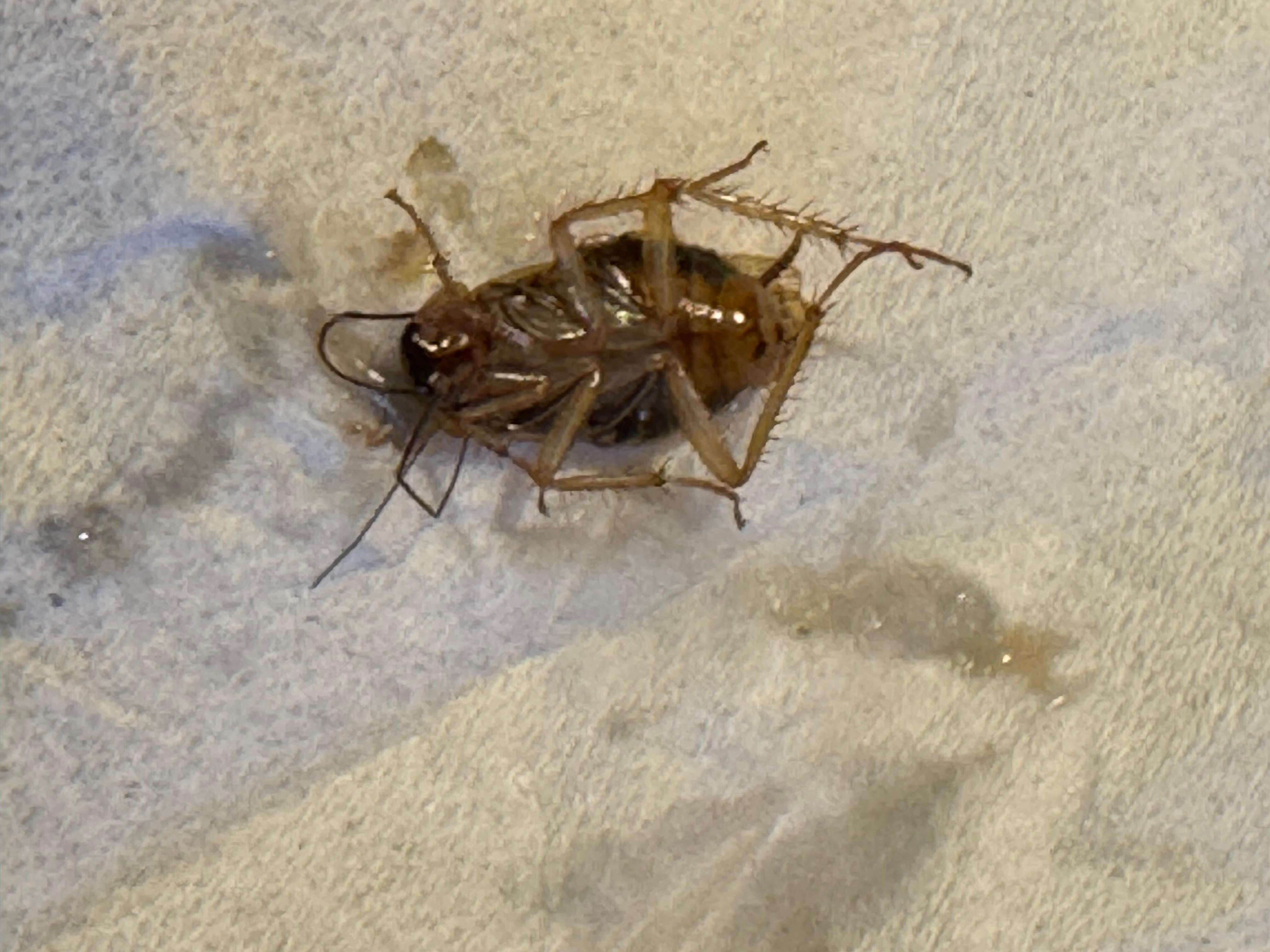 One of the many creatures that I killed in the bathroom