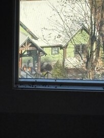 Flies in every window