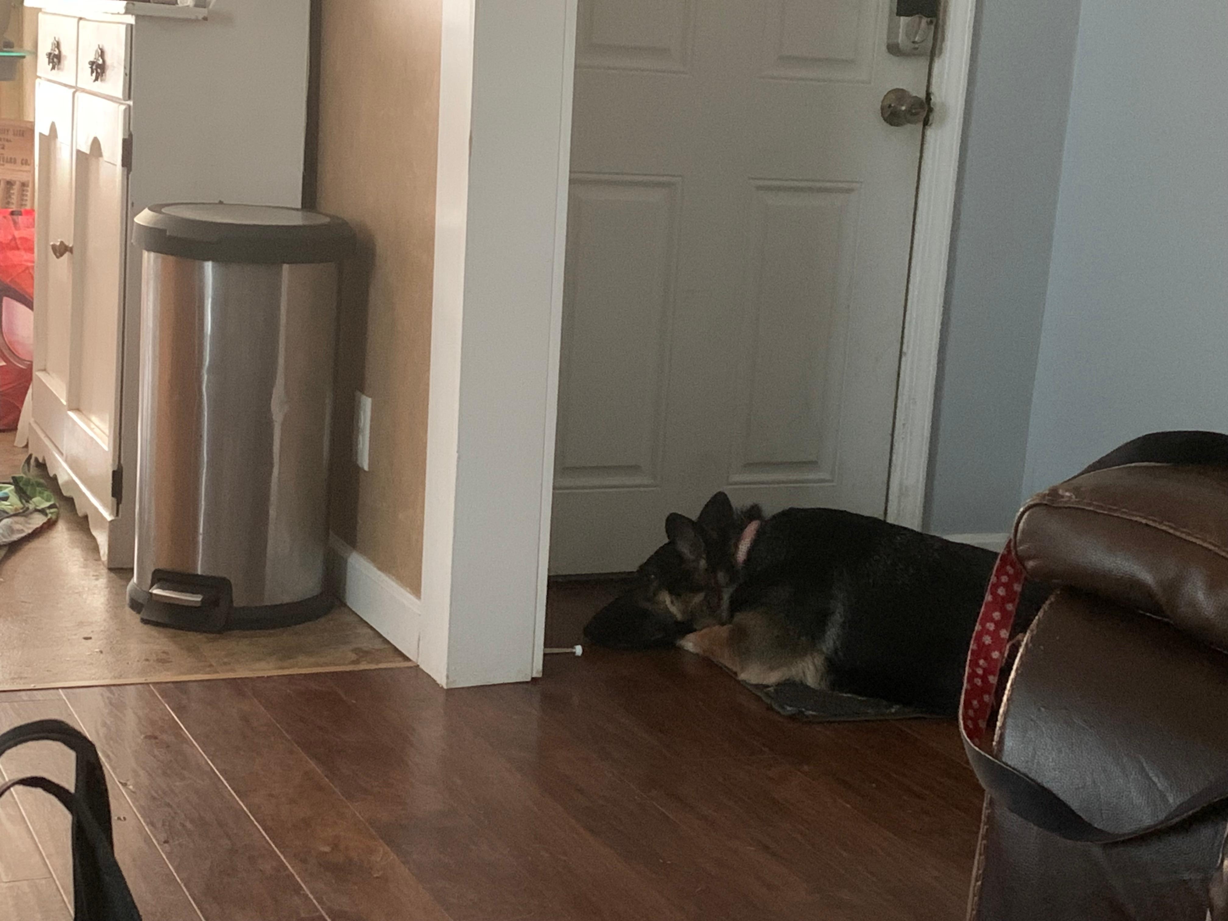Dakota chilling by the front door… 