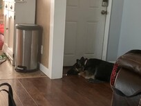 Dakota chilling by the front door…