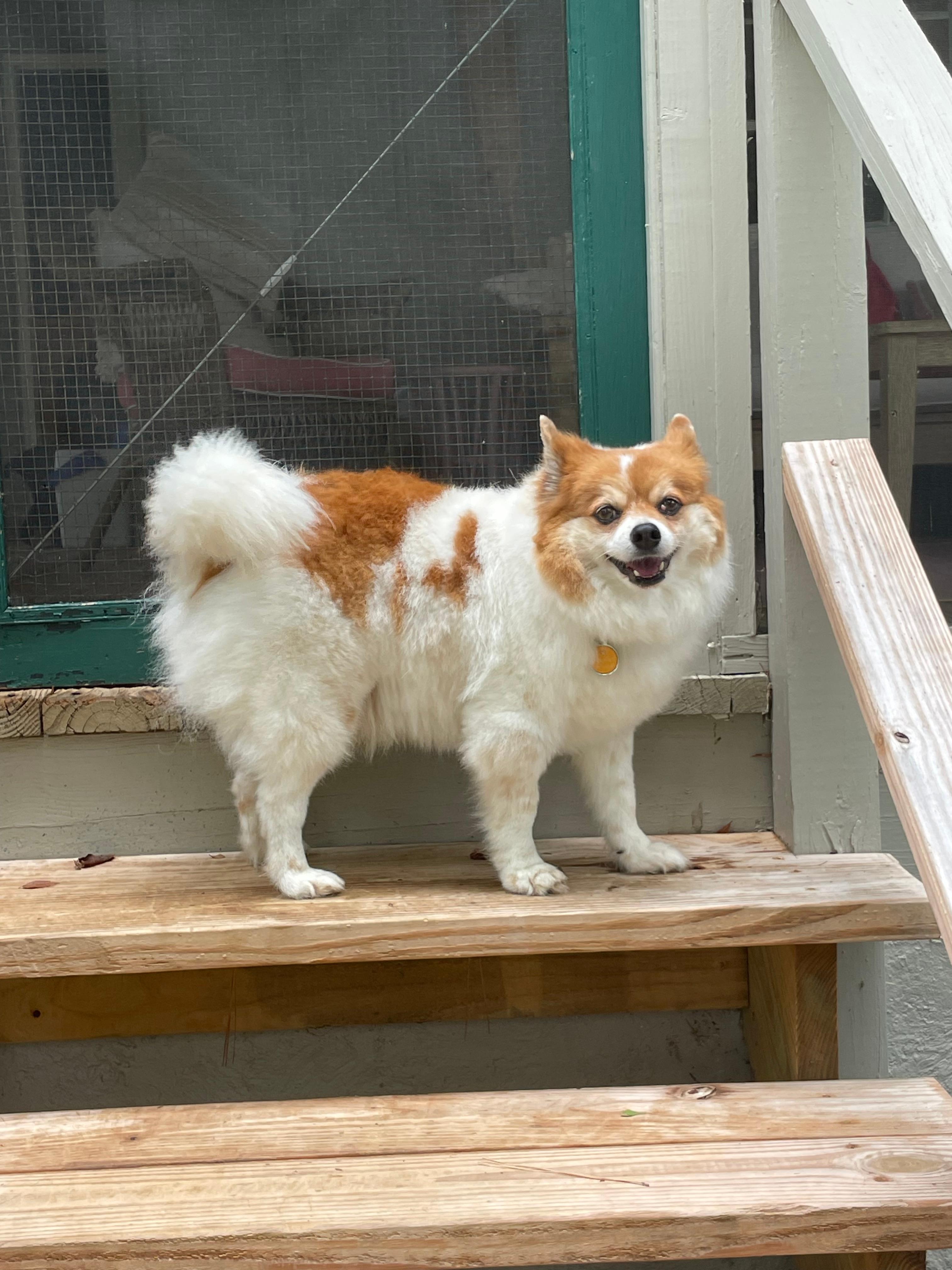 Our little boy on backyard porch steps 