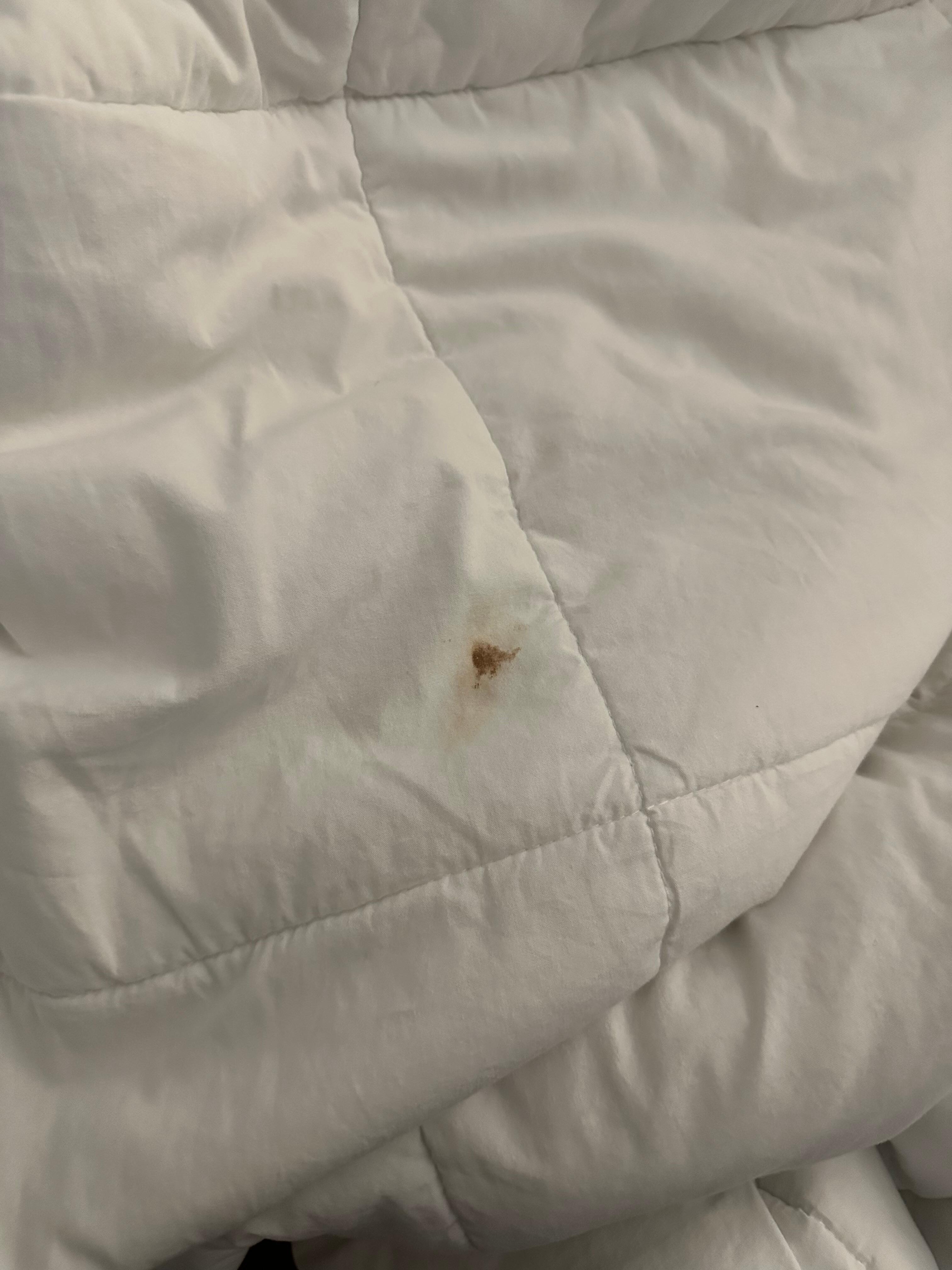 Dried blood stain on blanket
