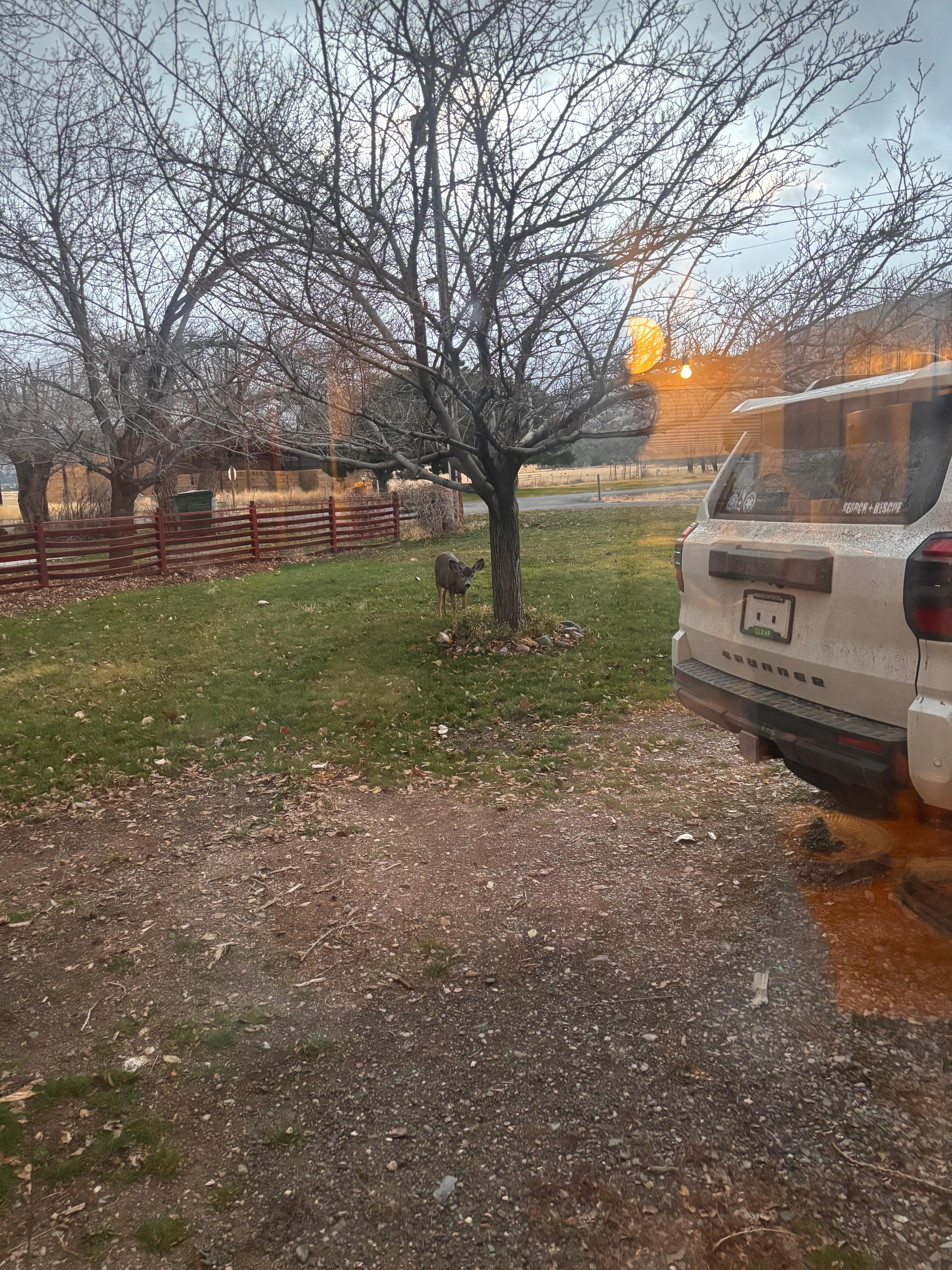 Deer in front of house 