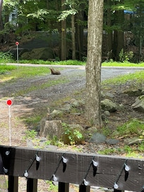 Beaver came to visit