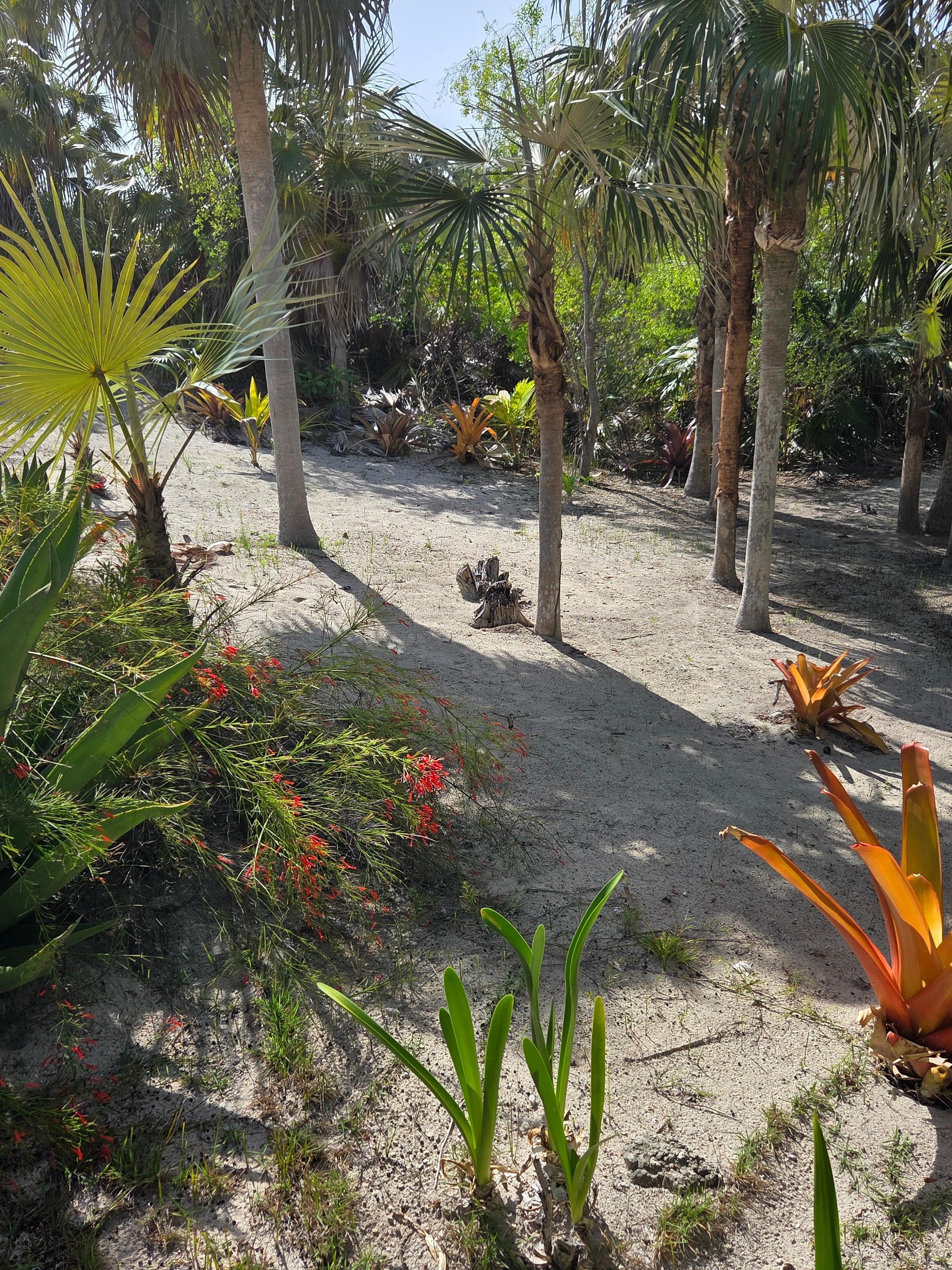 Path to the private beech