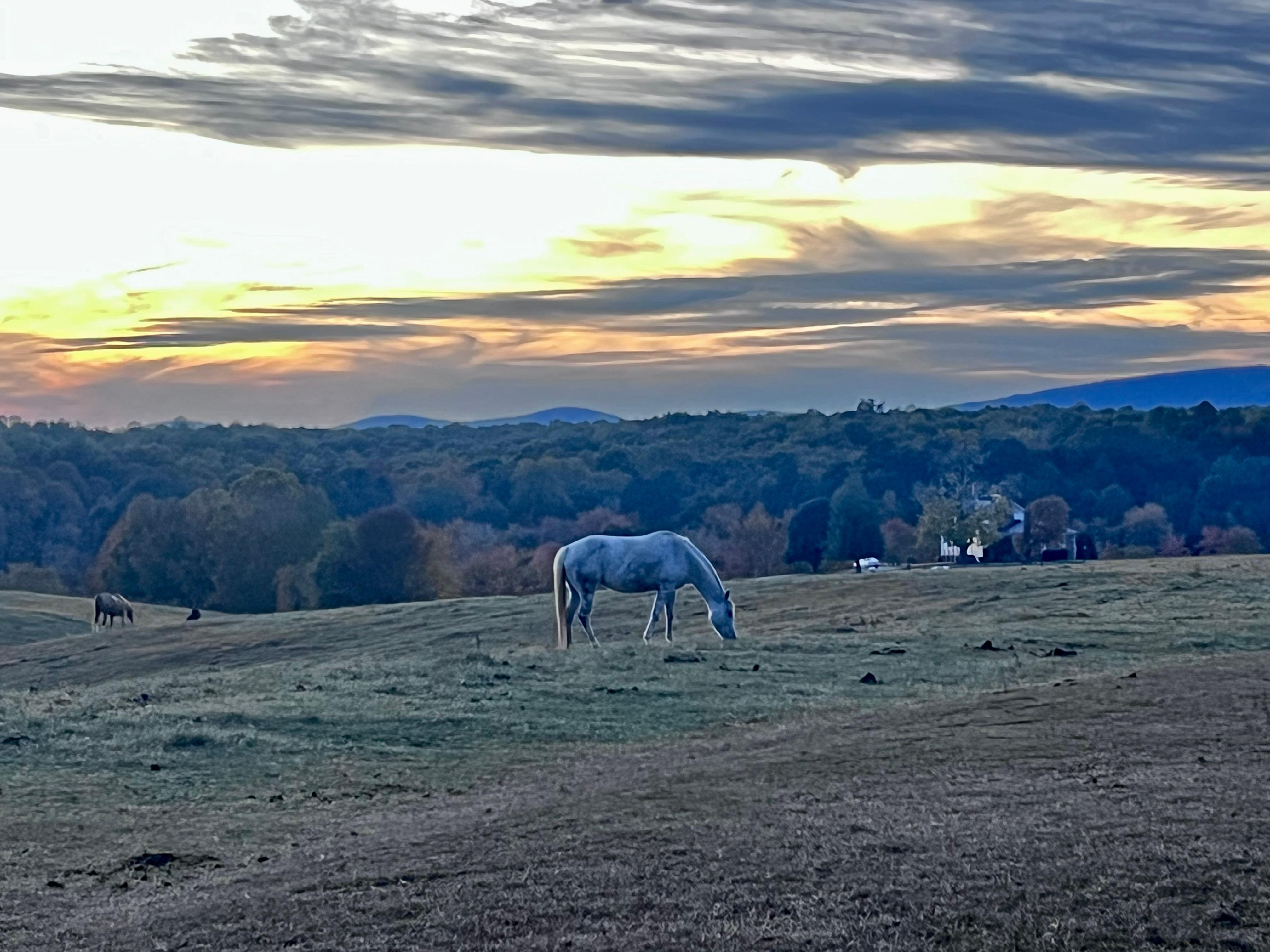 Beautiful horses they offer horseback riding. 