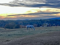 Beautiful horses they offer horseback riding.