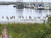 The Harbor