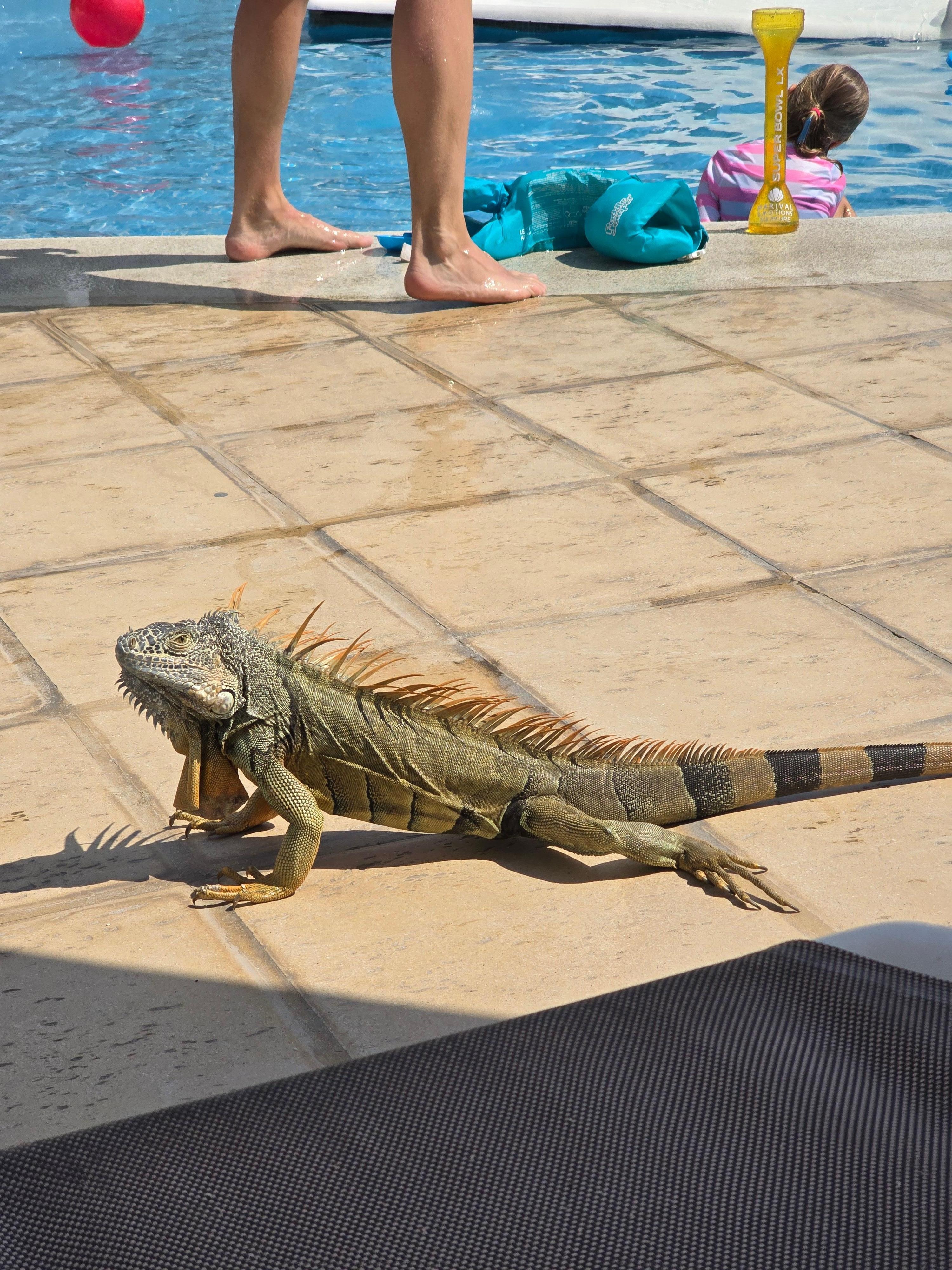 Local insect control