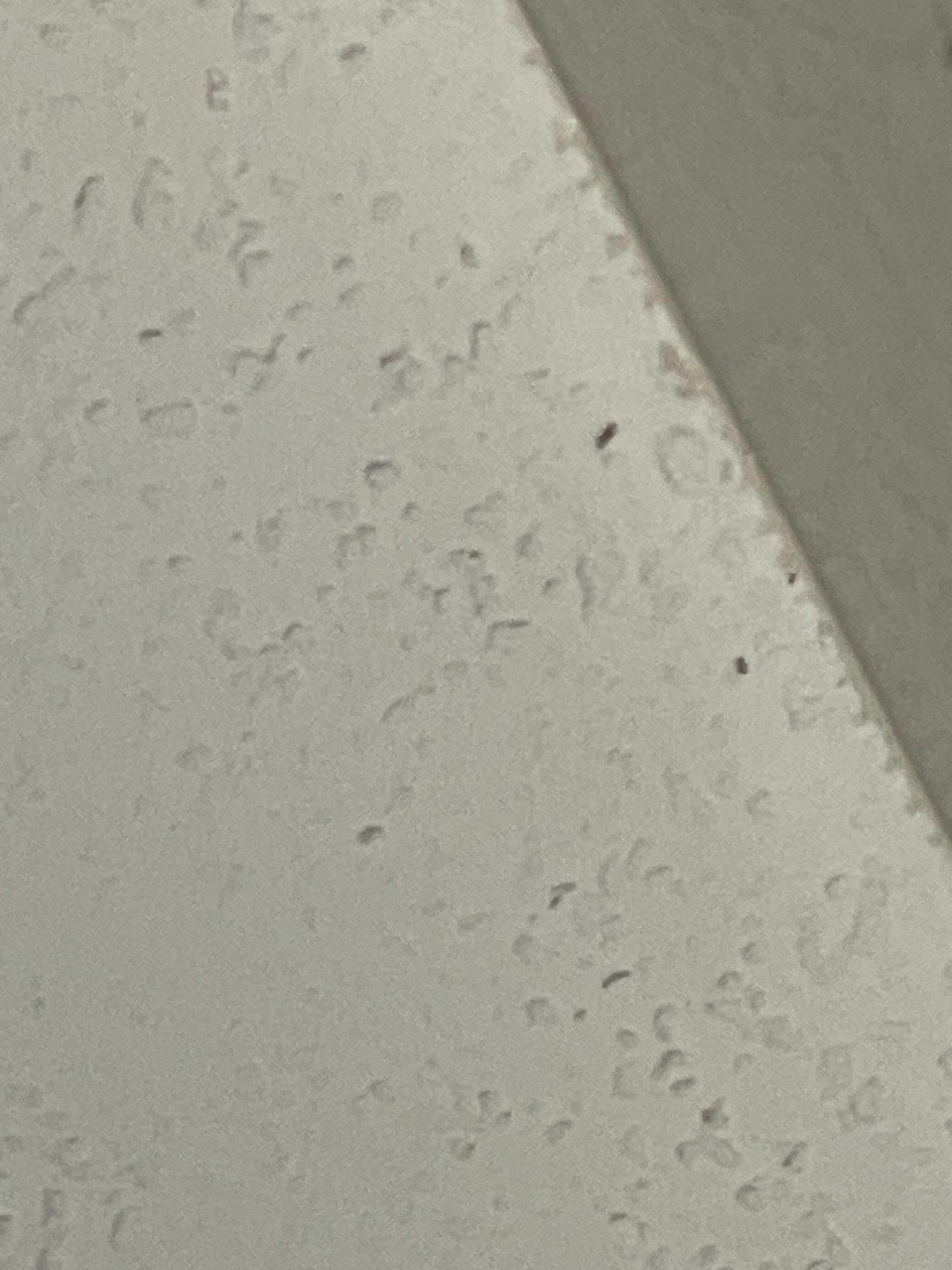Gnats in room 