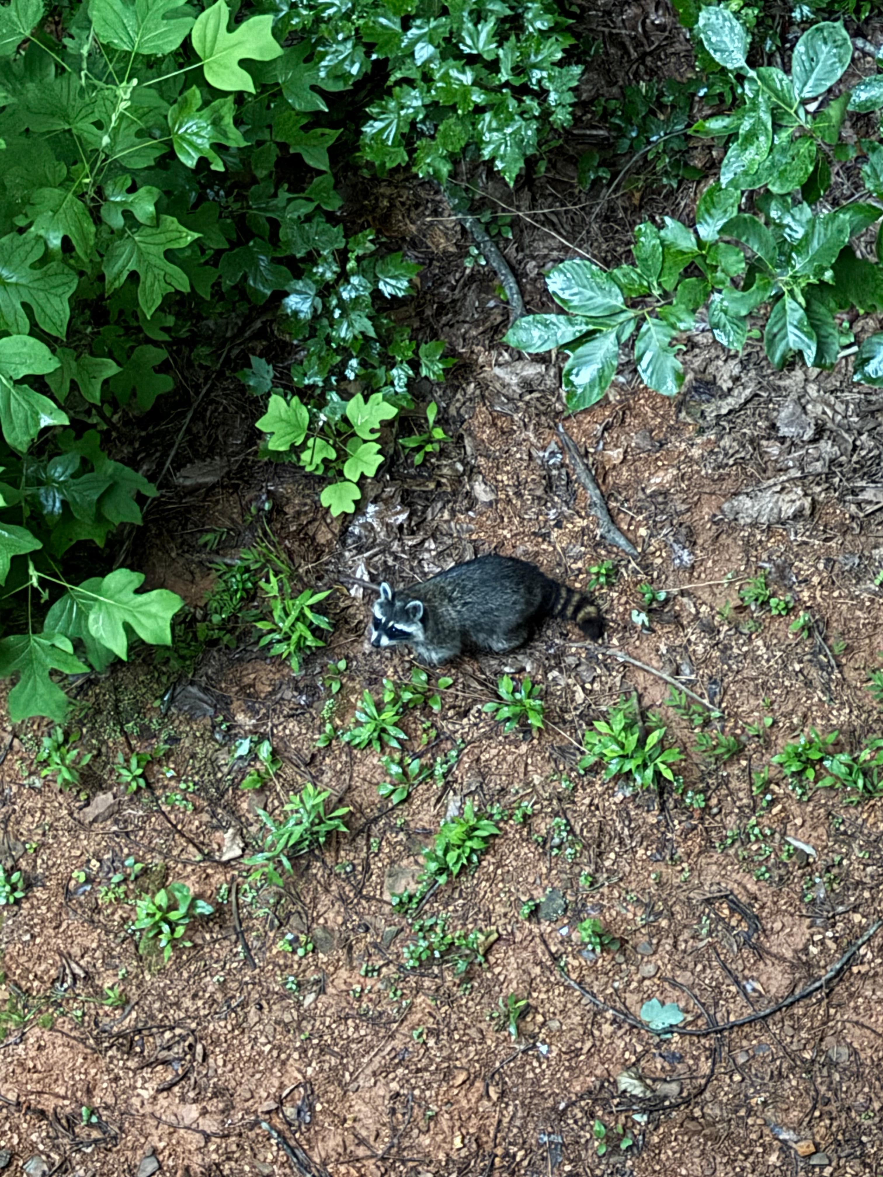 This bandit was at our cabin every night. 