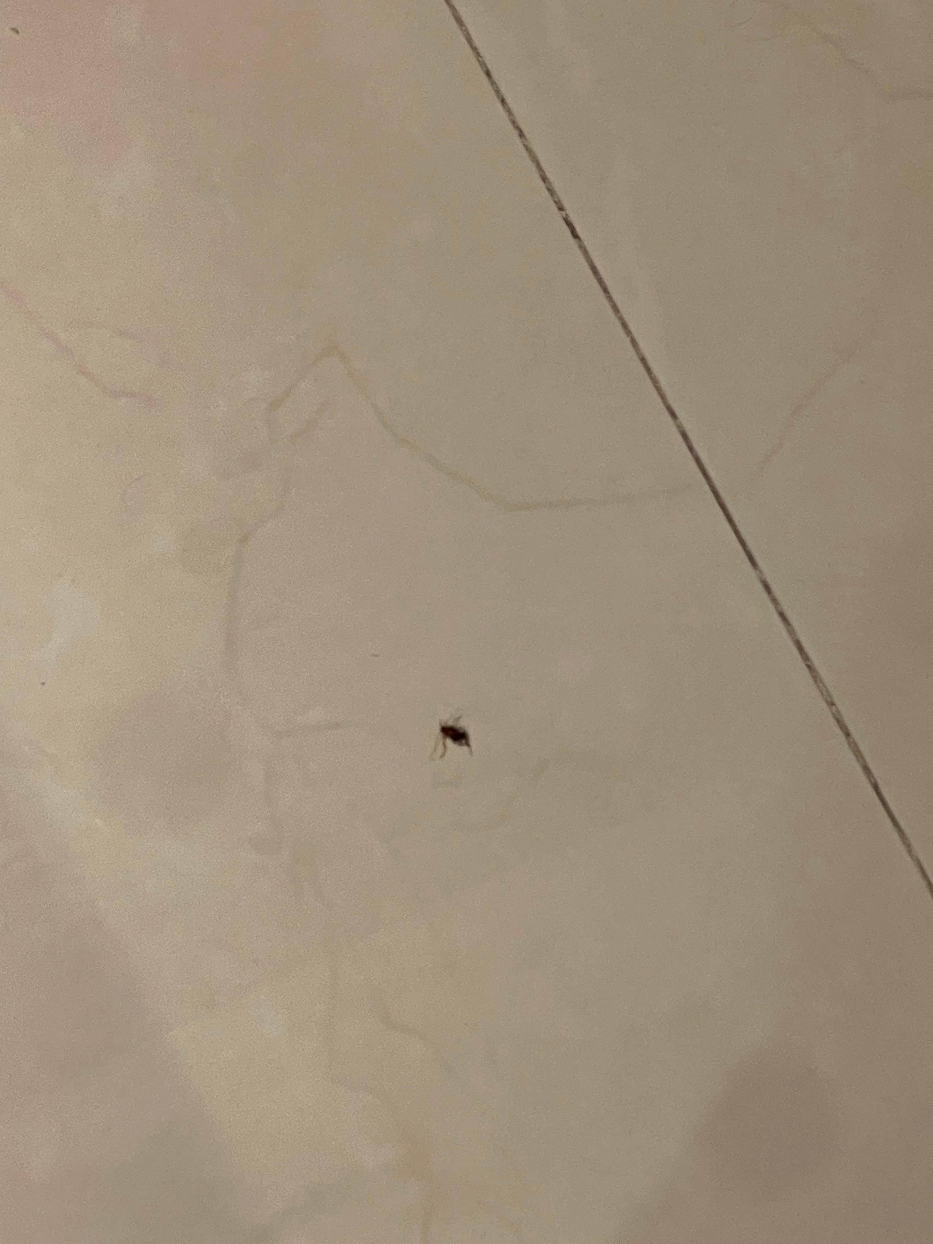 Chimenes en la habitación 