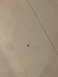 Chimenes en la habitaciĂłn