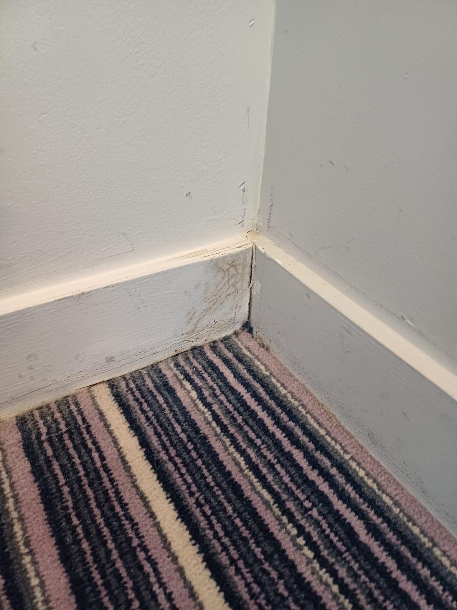Fungo e Humidade