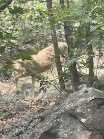 Deer right outside the living room window.