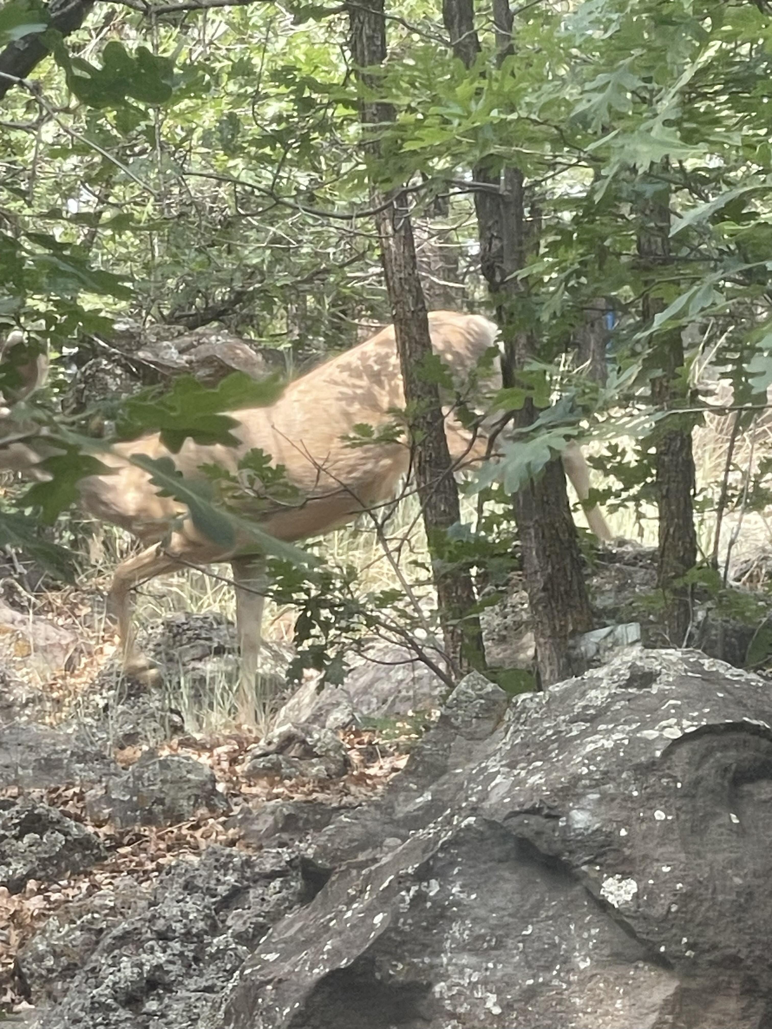 Deer right outside the living room window.