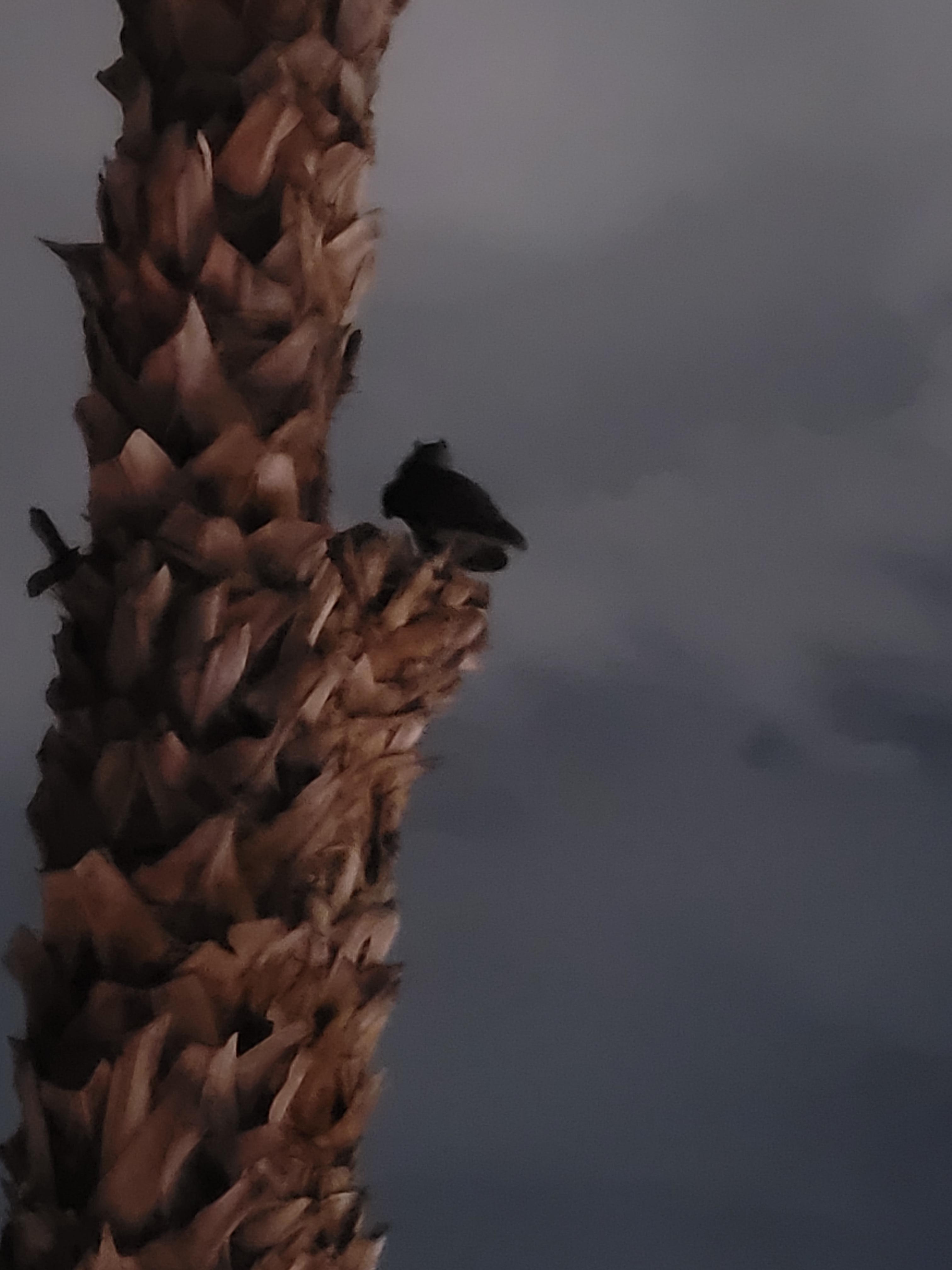 Outside balcony 
Owl