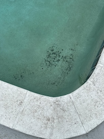 Mud or mold at bottom of pool