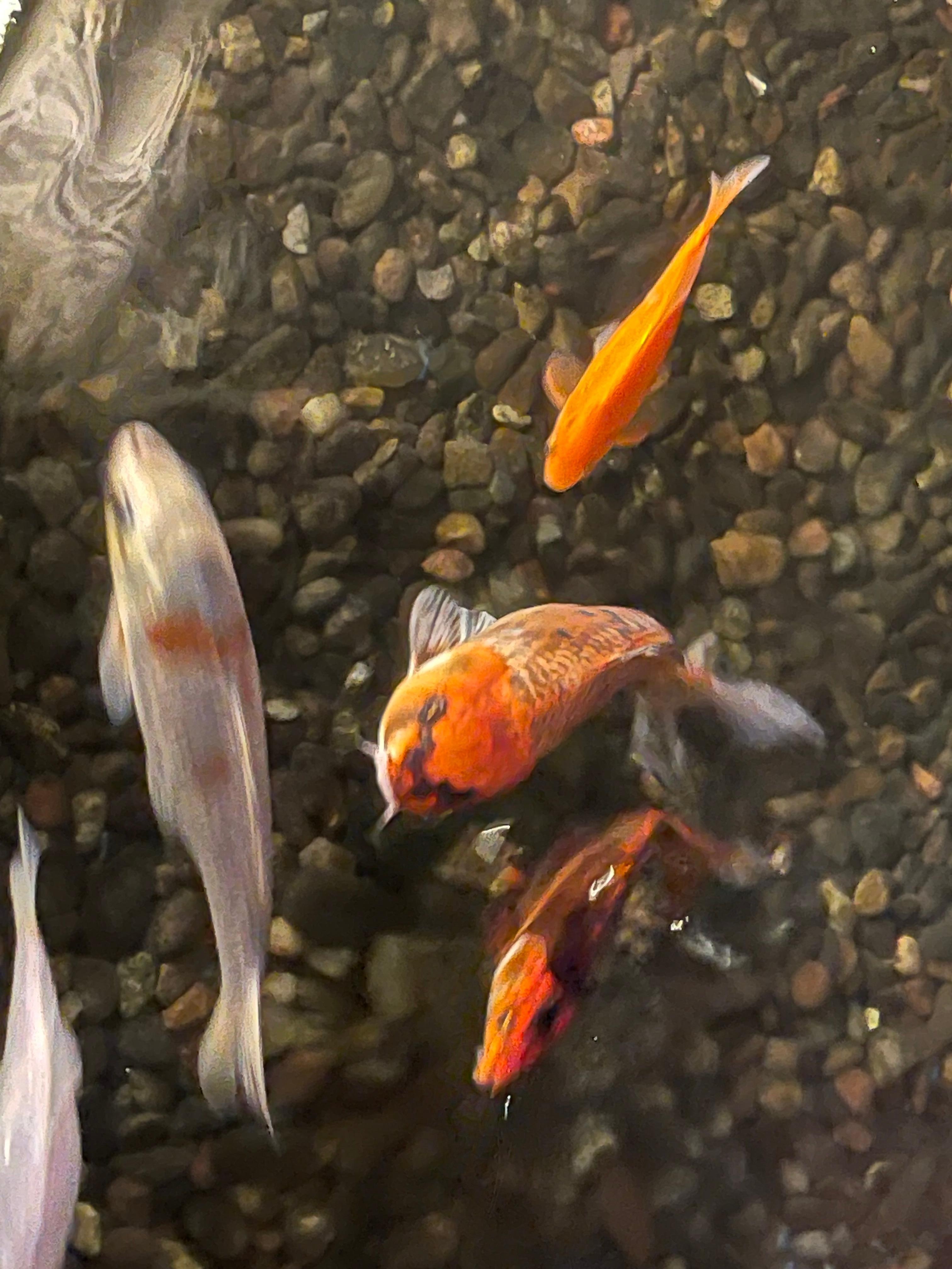 The Koi fish were friendly too. The big one was a character. Beautiful environment in the common area. There was a fire in the fire place. Very welcoming. 