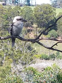 From the kitchen window