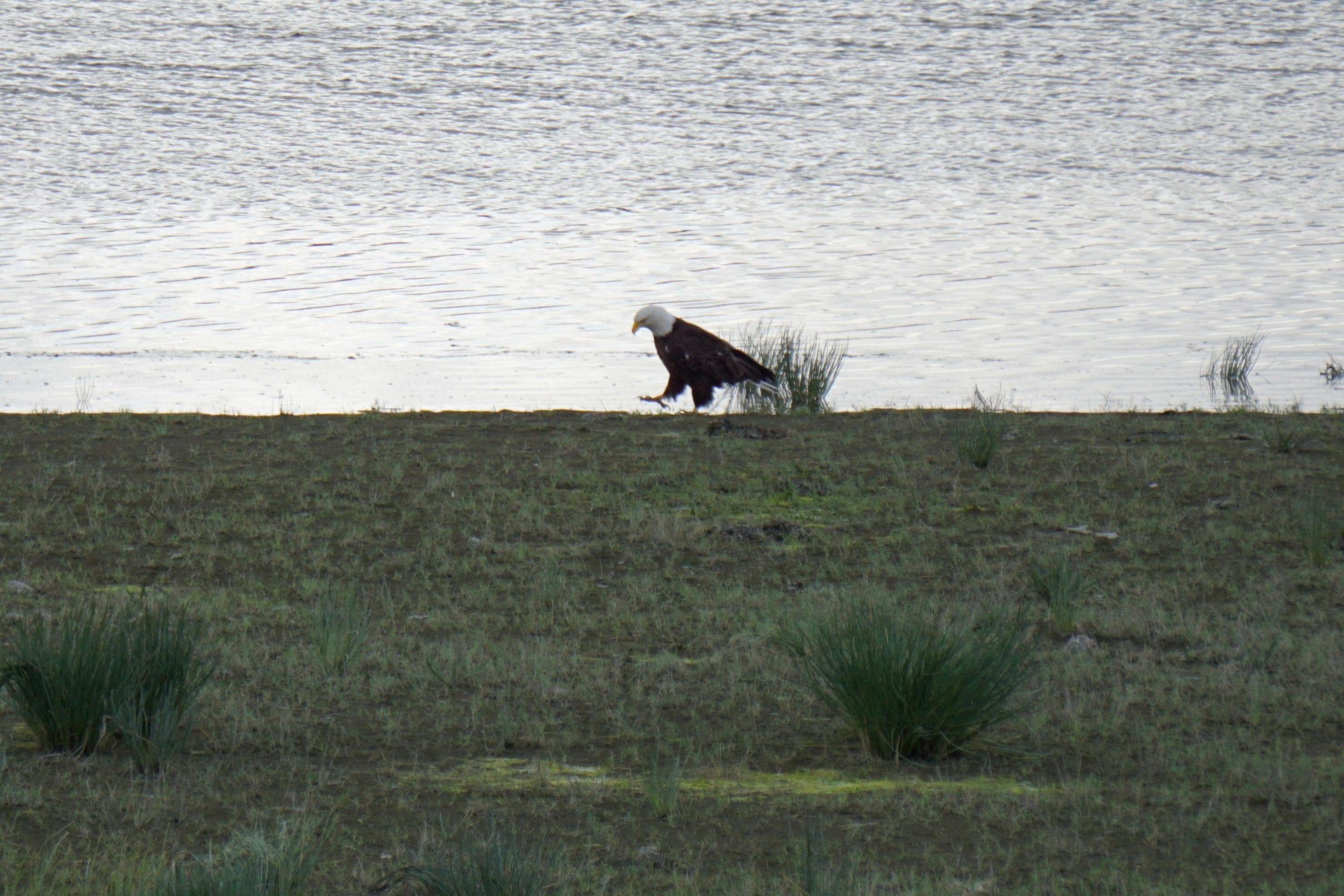 We saw many bald eagles, egrets, sandhill cranes, and more. A bird-watcher’s paradise!