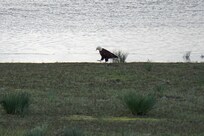 We saw many bald eagles, egrets, sandhill cranes, and more. A bird-watcher’s paradise!