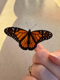 Lots of nature that came to visit the lanai.