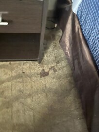Mysterious stain flies were circling
