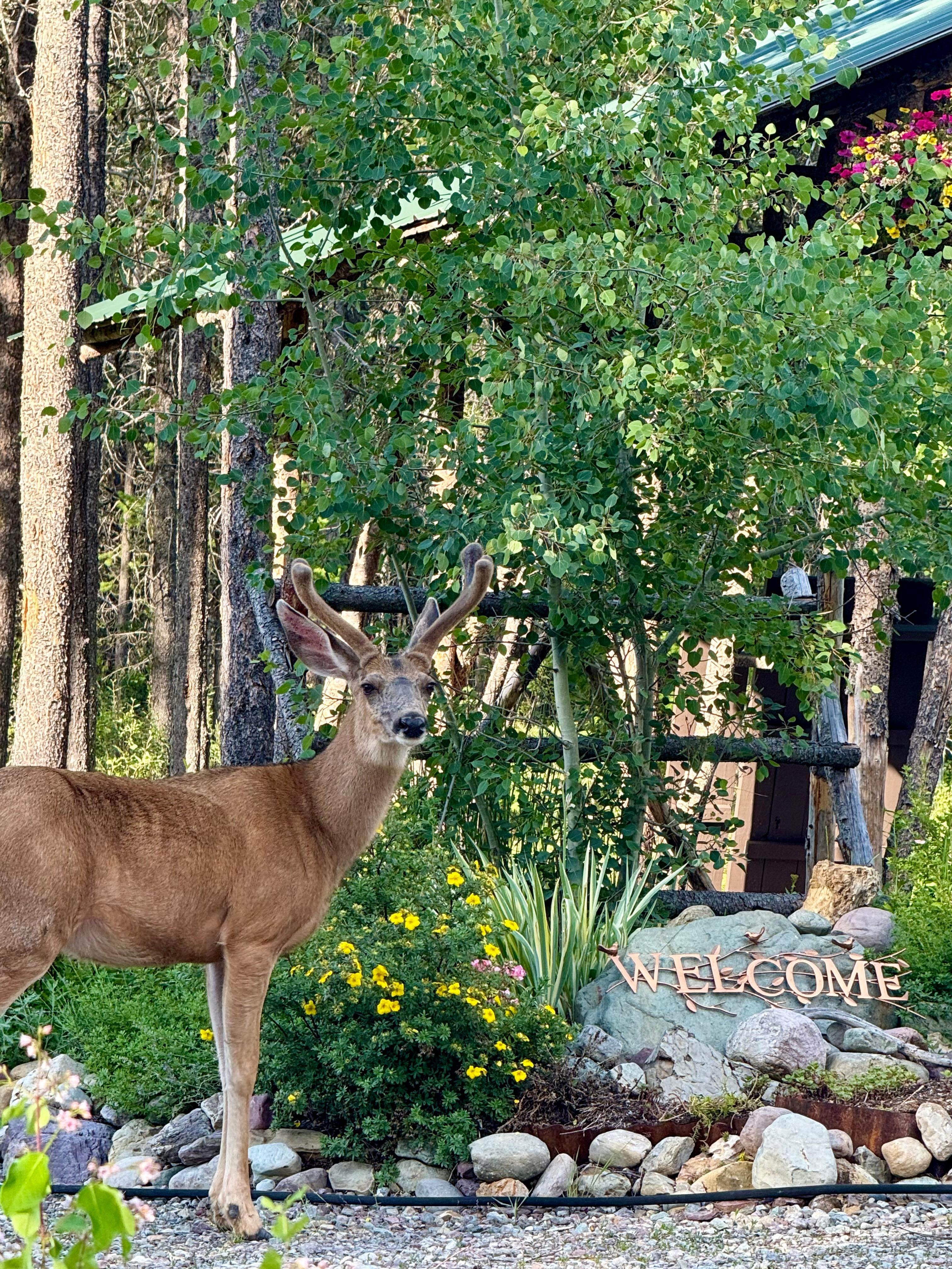 We loved this place and apparently wildlife does too! 
