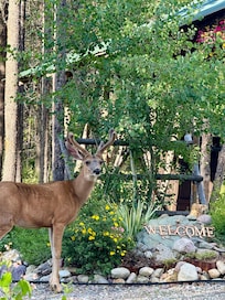 We loved this place and apparently wildlife does too!