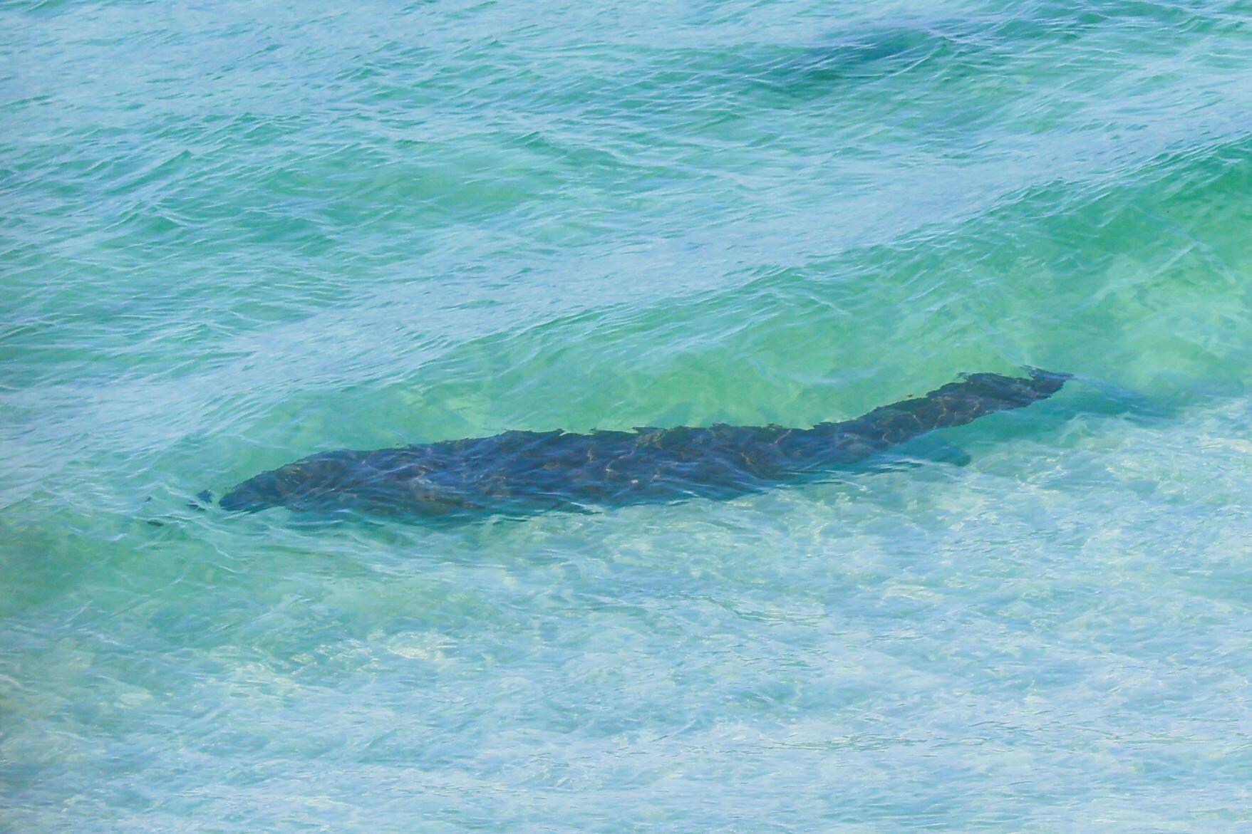 Manatee