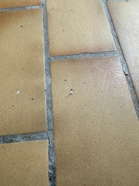 Silverfish insect