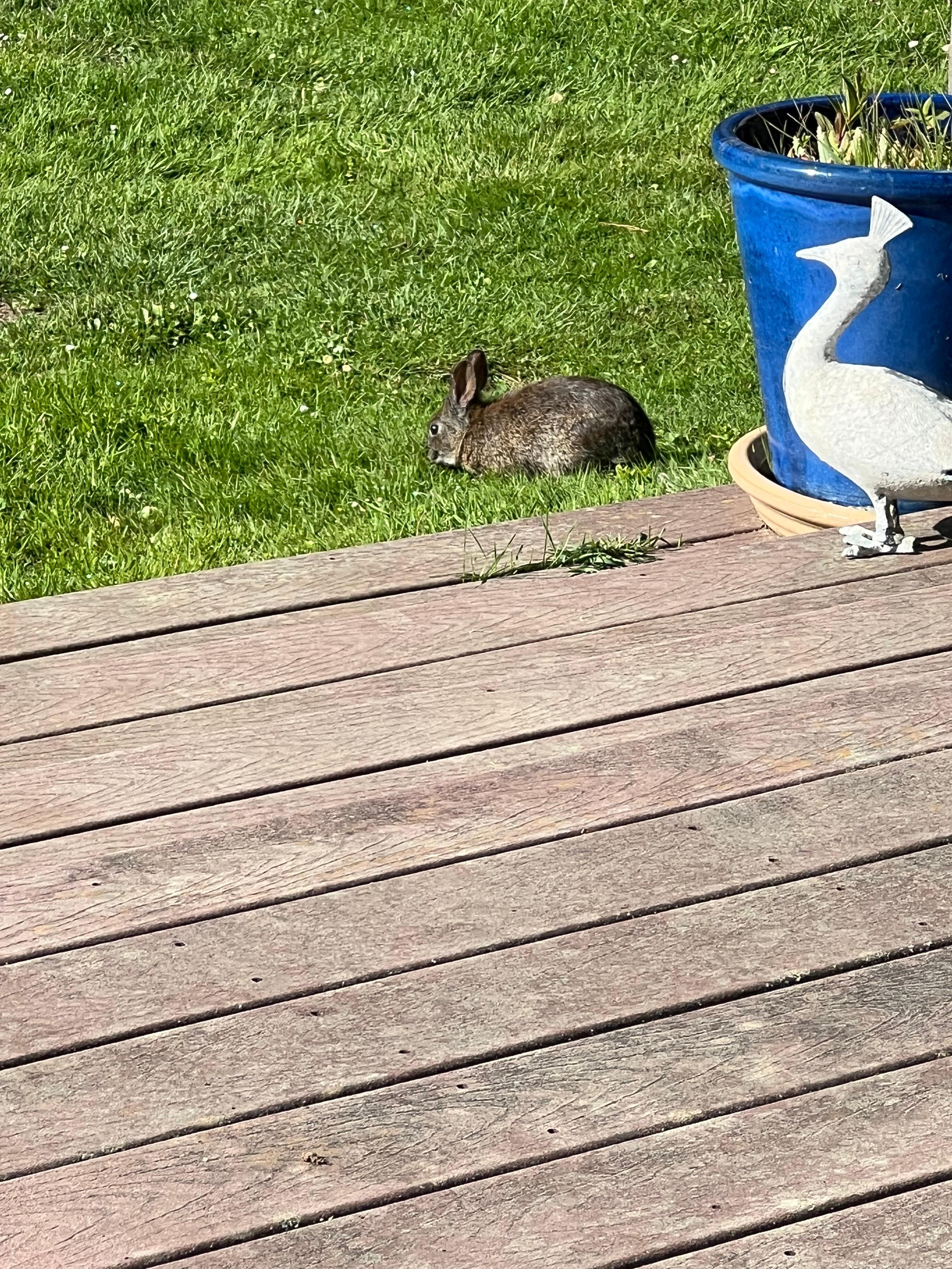 Sweet bunnies 