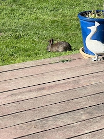Sweet bunnies