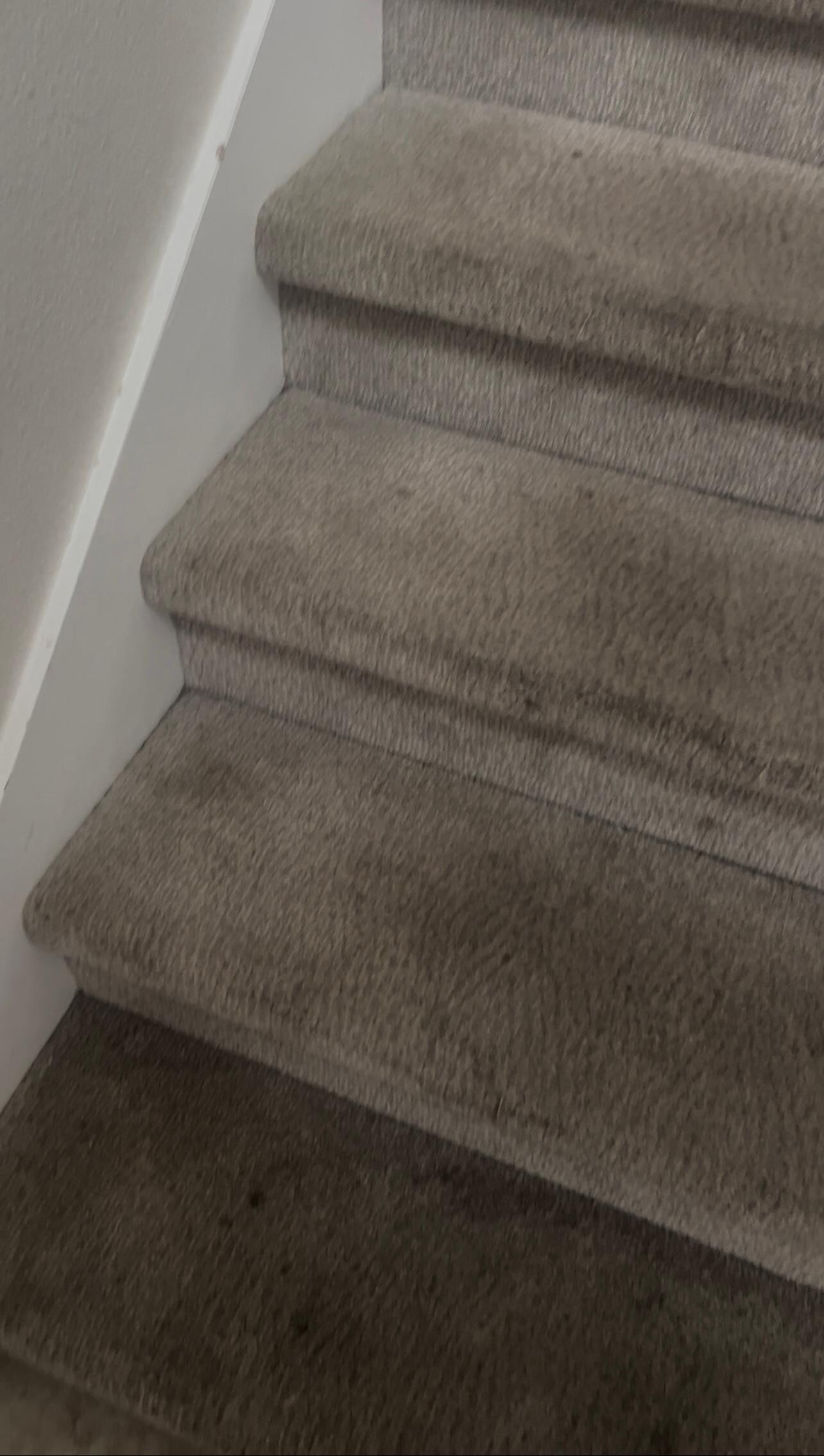 Filthy carpet throughout home