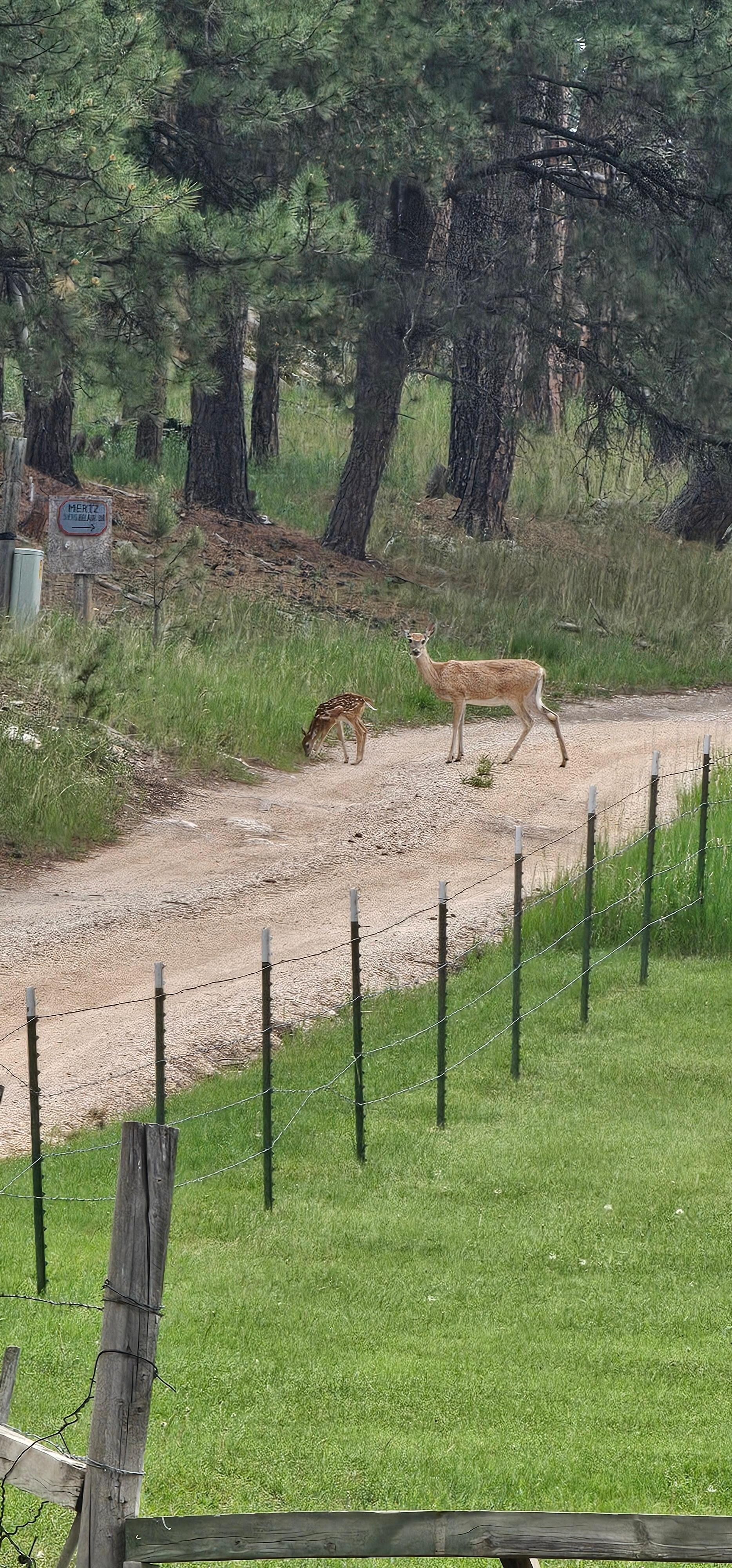 Deer nearby