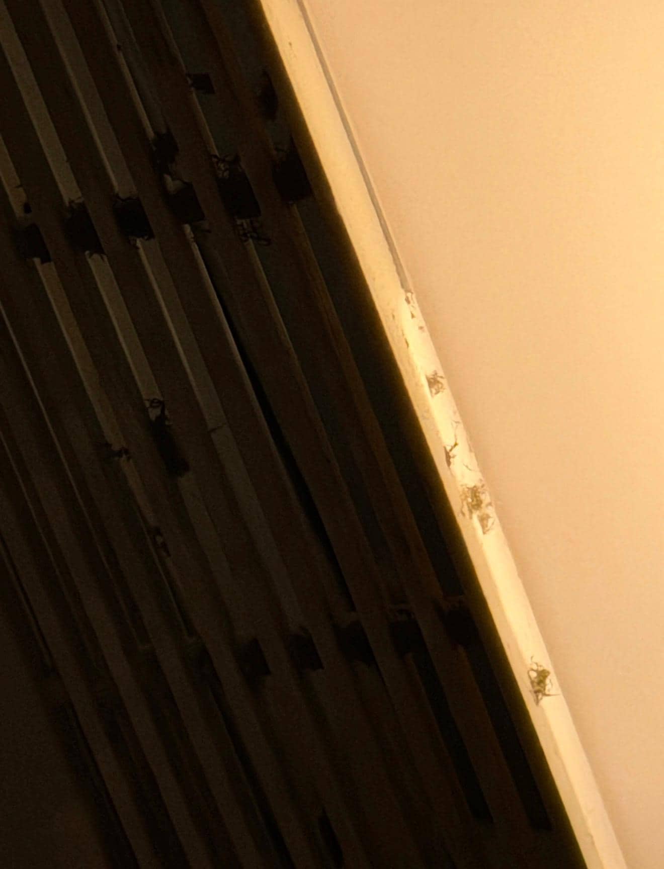 Spiders on the ceiling 