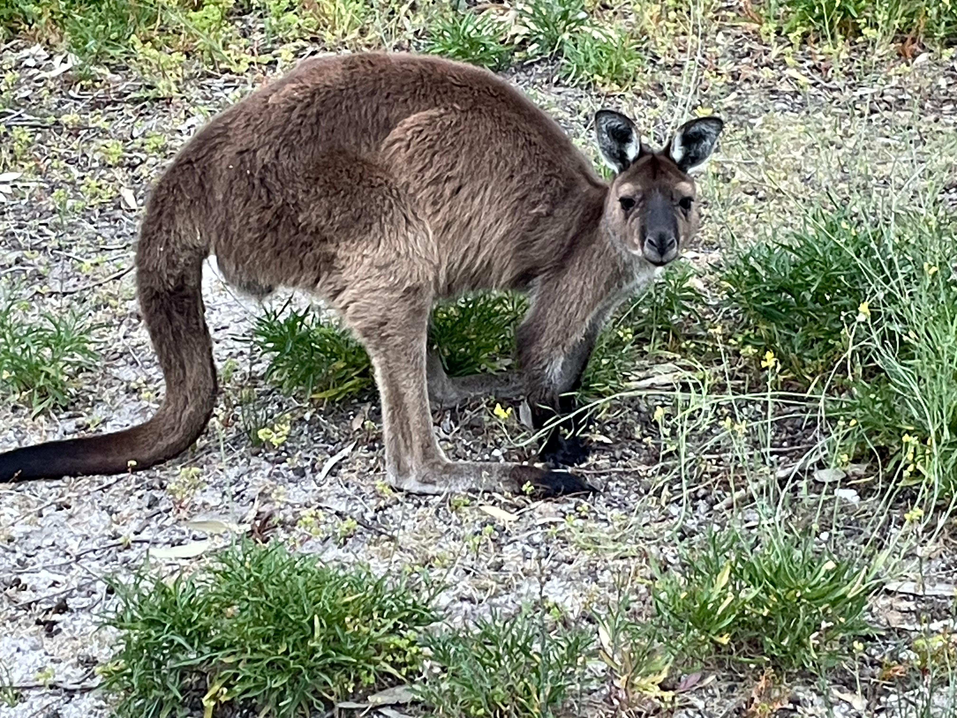 Local kangaroo, Island Beach 