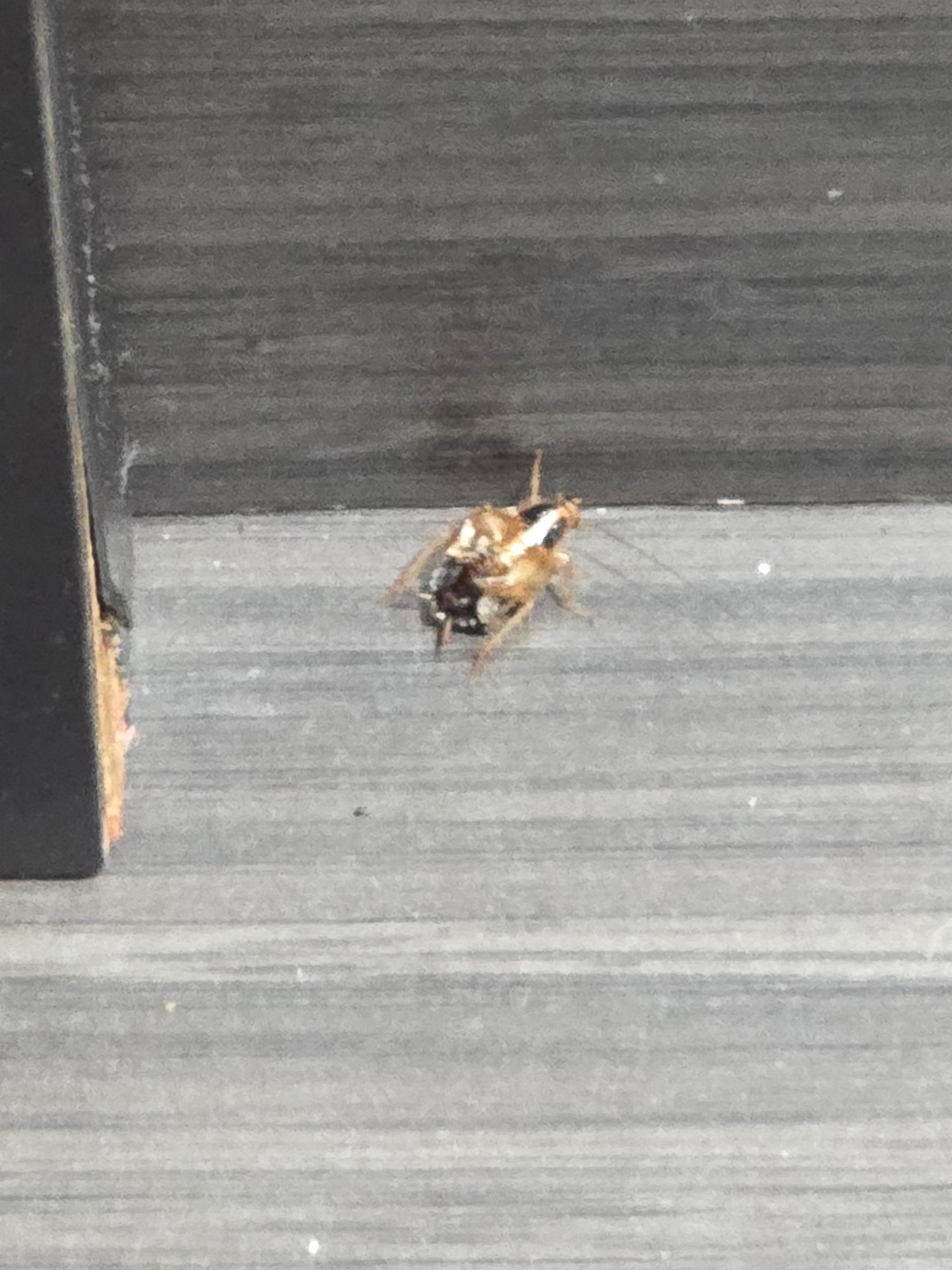 Dead Roach on the desk because housekeeping doesn't clean. 