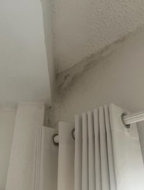 Mold in living area