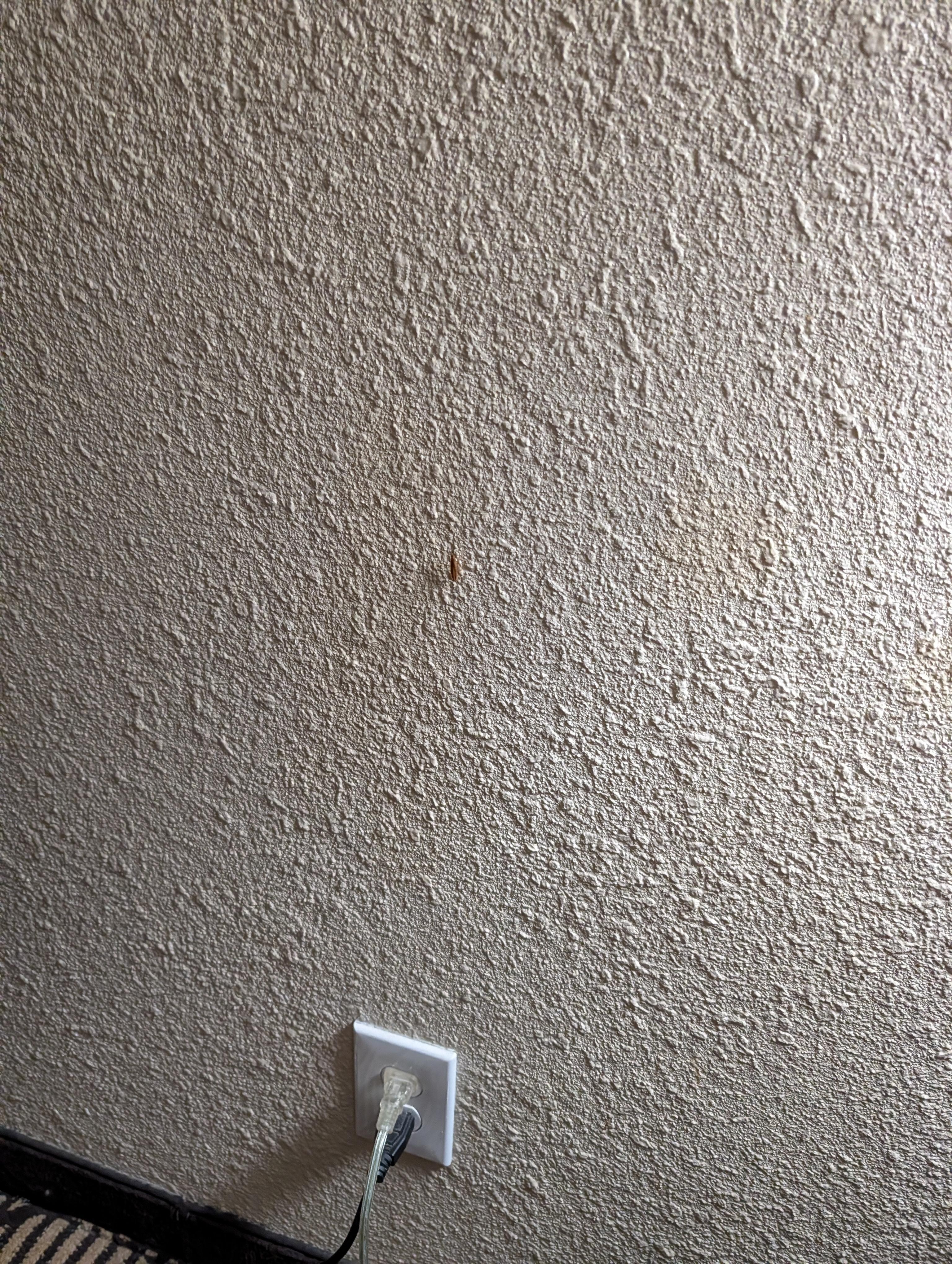 After screaming I was only able to catch one of the roaches in the pic