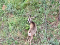 A frequent visitor below the deck
