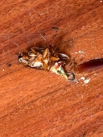 The roach under the dress