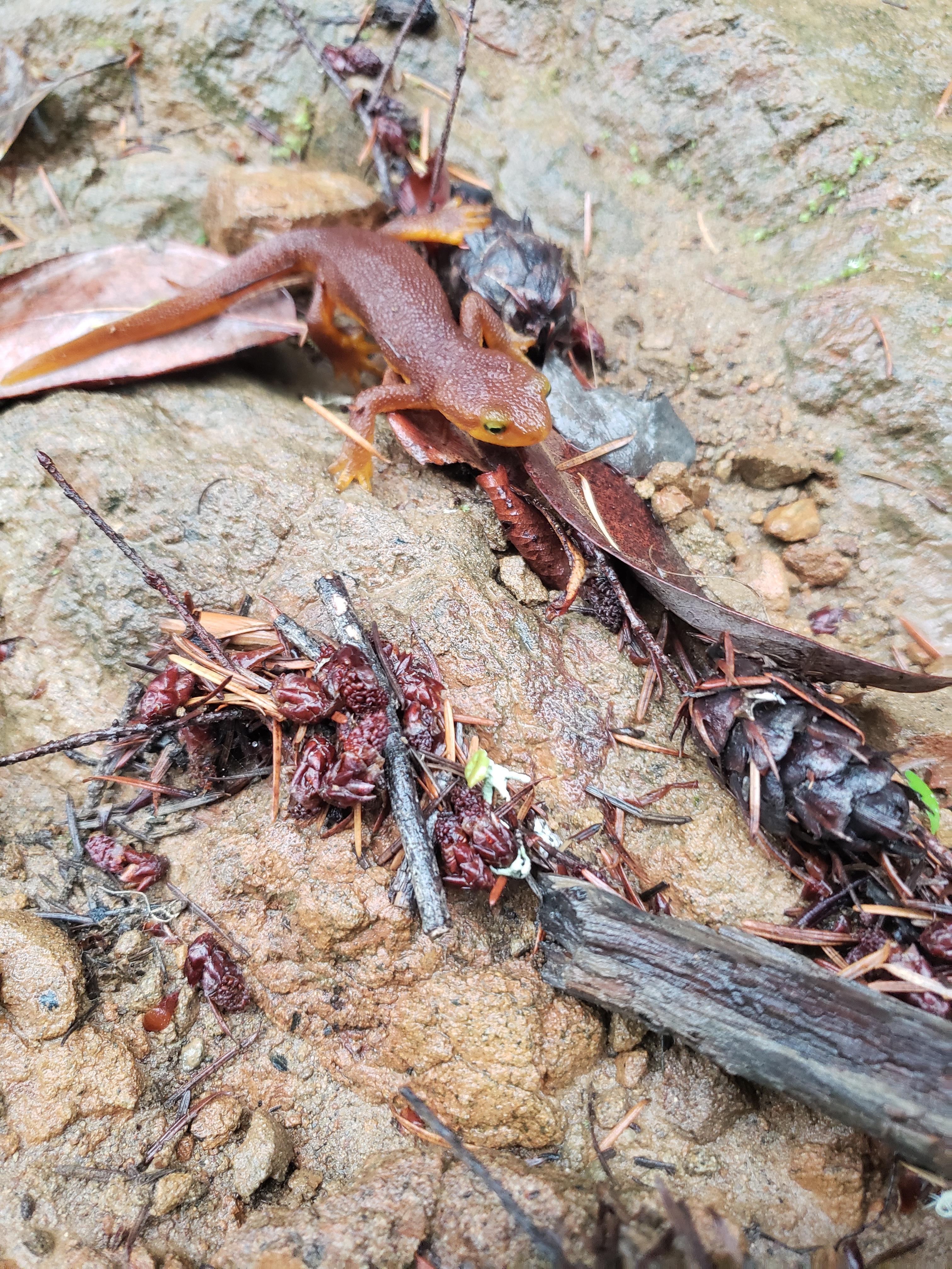 The bumpy skin newt has poison skin be care we almost stepped on these cute guys